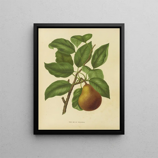 Abraham Jacobus Wendel - Nederlandsche flora en pomona Pl37.webp