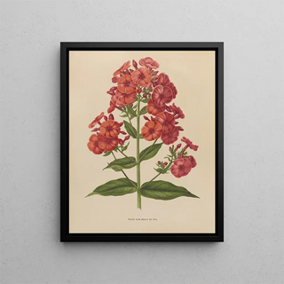 Abraham Jacobus Wendel - Nederlandsche flora en pomona Pl39.webp