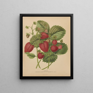 Abraham Jacobus Wendel - Nederlandsche flora en pomona Pl48.webp