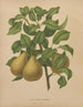 Flore hollandaise et Pomone PL51 - Abraham Jacobus Wendel — näkymä teoksesta