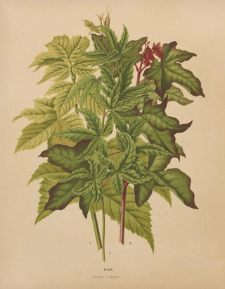 Abraham Jacobus Wendel - Nederlandsche flora en pomona Pl53.webp