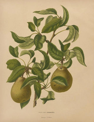 Abraham Jacobus Wendel - Nederlandsche flora en pomona Pl59.webp