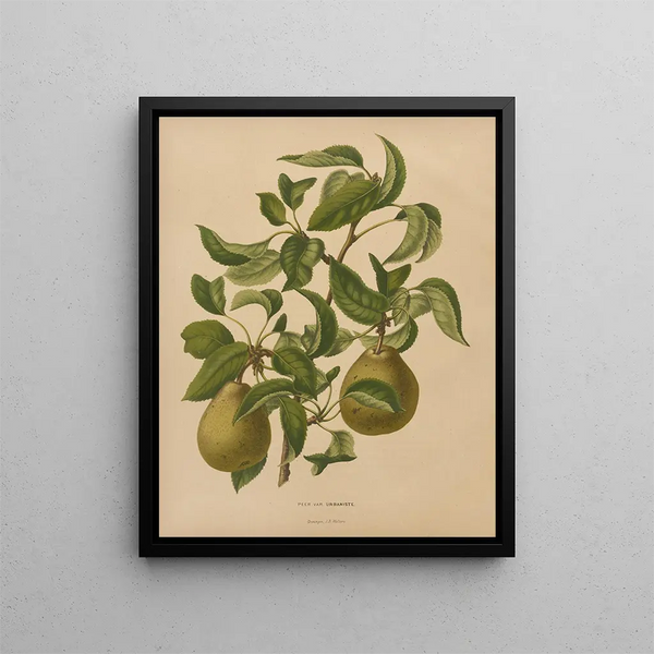 Abraham Jacobus Wendel - Nederlandsche flora en pomona Pl59.webp