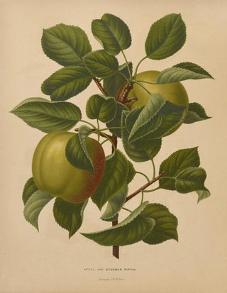 Abraham Jacobus Wendel - Nederlandsche flora en pomona Pl71.webp