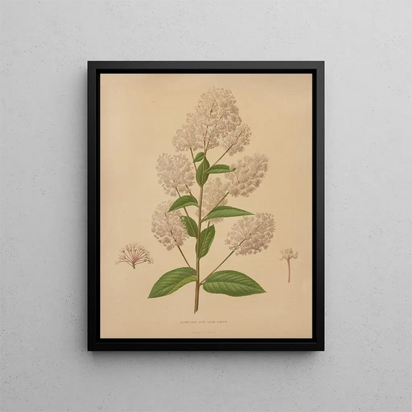 Abraham Jacobus Wendel - Nederlandsche flora en pomona Pl72.webp