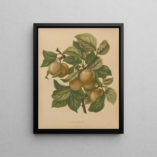 Abraham Jacobus Wendel - Nederlandsche flora en pomona Pl77.webp