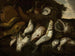 Kalo - Abraham van Beijeren — näkymä teoksesta