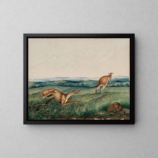Adam Gustavus Ball - Dog chasing a kangaroo.webp