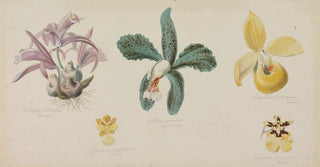 Adolf Schrdter - Fnf verschiedene Orchideenblten.webp