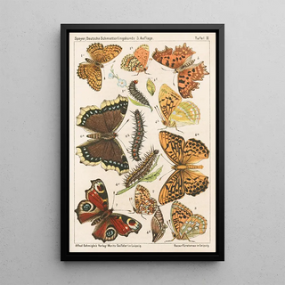 Adolf Speyer - Deutsche Schmetterlingskunde fr Anfnger Nebst einer Anleitung zum Sammeln Pl01.webp
