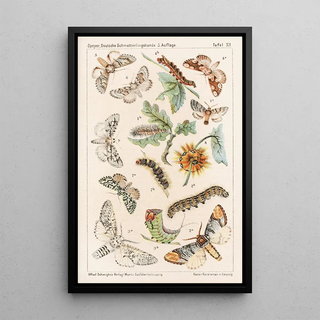 Adolf Speyer - Deutsche Schmetterlingskunde fr Anfnger Nebst einer Anleitung zum Sammeln Pl11.webp