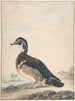 Un canard - Aert Schouman — näkymä teoksesta