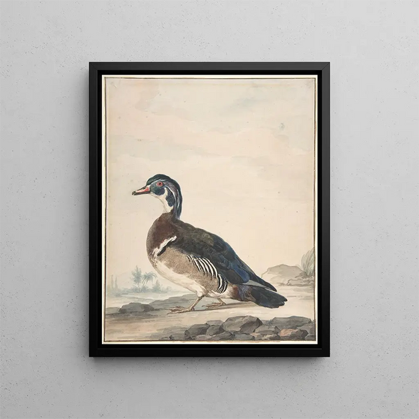 Aert Schouman - A Duck.webp