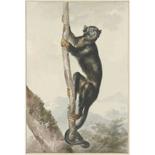 Maalauksen jäljennös Perulainen hämähäkkisimpanssi Ateles chamek 1759 - Aert Schouman