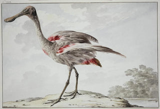 Aert Schouman - A Roseate Spoonbill Platalea ajaja.webp