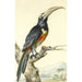 Un toukan Pteroglossus Aracari oksalla - Aert Schouman — näkymä teoksesta