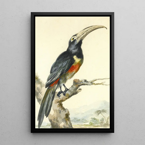 Un toukan Pteroglossus Aracari oksalla - Aert Schouman — kehystetty taideteos seinällä