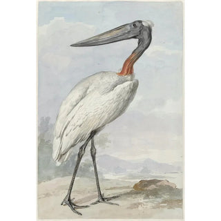 Jabiru Jabiru mycteria - Aert Schouman — näkymä teoksesta