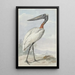 Jabiru Jabiru mycteria - Aert Schouman — kehystetty taideteos seinällä