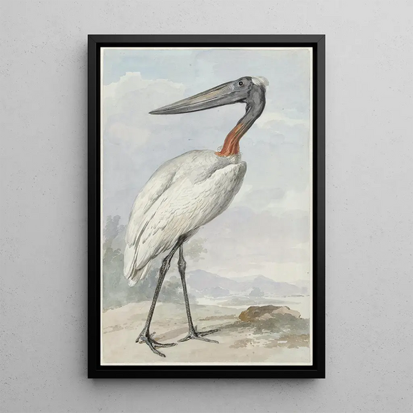 Jabiru Jabiru mycteria - Aert Schouman — kehystetty taideteos seinällä