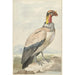 Vautour pape Sarcoramphus papa - Aert Schouman — näkymä teoksesta