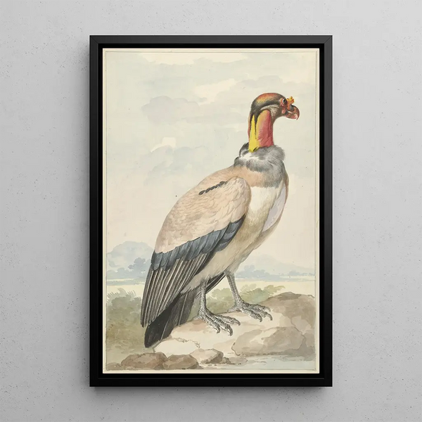Vautour pape Sarcoramphus papa - Aert Schouman — kehystetty taideteos seinällä
