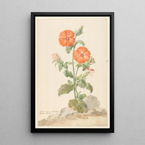 Maalauksen jäljennös Lychnis fleur de coucou oranssi maisemassa - Aert Schouman