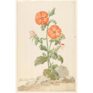 Maalauksen jäljennös Lychnis fleur de coucou oranssi maisemassa - Aert Schouman