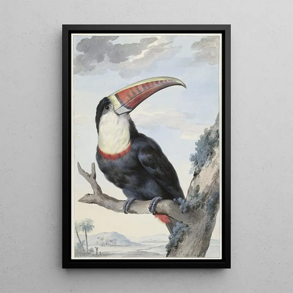 Toucan punaisella nokalla - Aert Schouman — kehystetty taideteos seinällä