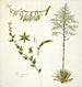 Agave foetida - Nikolaus Joseph Freiherr von Jacquin — näkymä teoksesta