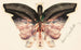 Papillon-ruusu maalaus - Albert Bierstadt — näkymä teoksesta