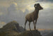 Tutkimus vuohesta - Albert Bierstadt — näkymä teoksesta
