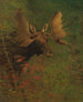 Tutkimus hirvestä - Albert Bierstadt — näkymä teoksesta