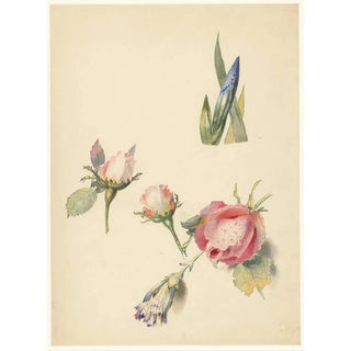 Albertus Steenbergen - Studieblad met drie rozen en een iris.webp