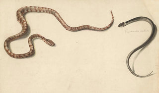 Albertus Steenbergen - Twee tropische slangen.webp