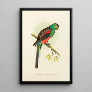 Alexander Francis Lydon - Beautiful or Paradise Parrakeet.webp