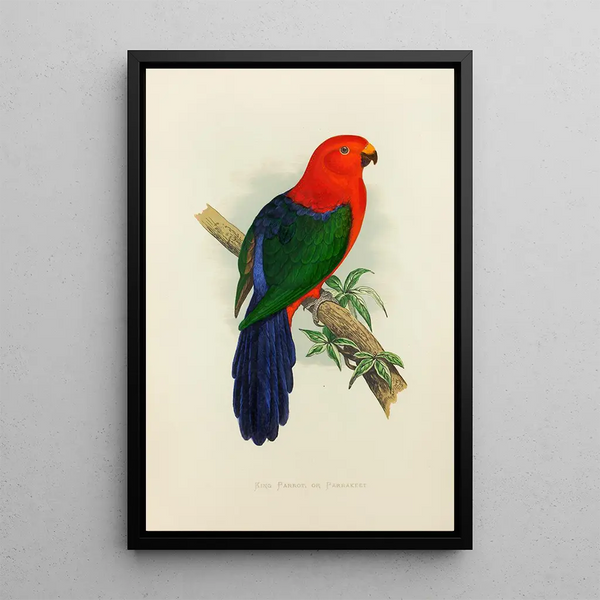 Alexander Francis Lydon - King Parrot or Parrakeet.webp