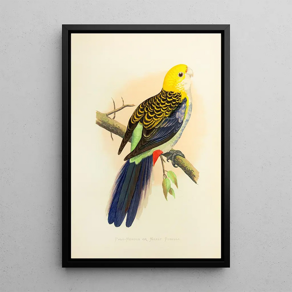 Alexander Francis Lydon - PaleHeaded or Mealy Rosella.webp