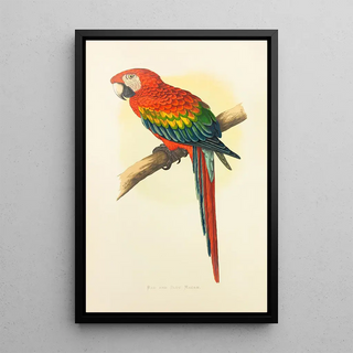 Alexander Francis Lydon - Red and Blue Macaw.webp
