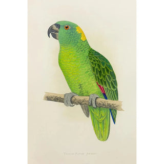 Alexander Francis Lydon - YellowNaped Amazon.webp