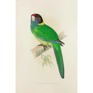 Alexander Francis Lydon - YellowNaped Parrakeet.webp