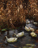 Huit canards dans les roseaux d'automne - Alexander Koester — näkymä teoksesta