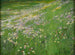 Prairie de fleurs près de Weling - Alexander Koester — näkymä teoksesta