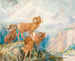 Mouflon des Big Horn - Alexander Phimister Proctor — näkymä teoksesta