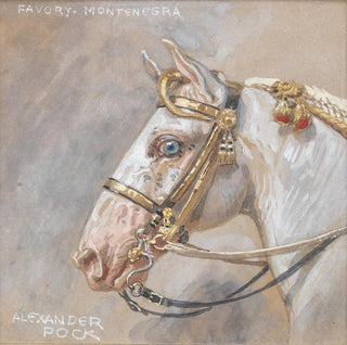 Alexander Pock - Pferdeportrt Favory Montenegra.webp