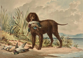 Alexander Pope Jr - Standing Curly Coated Retriever Mallard Duck in mouth three more ducks on ground.webp