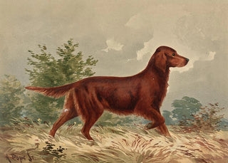 Alexander Pope Jr - Standing Flatcoated Retriever facing right.webp