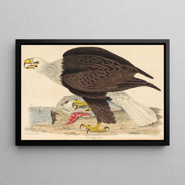 Alexander Wilson - Whiteheaded Eagle.webp