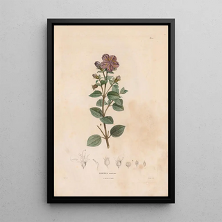 Alexander von Humboldt - Botanique Pl01.webp