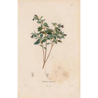 Alexander von Humboldt - Botanique Pl13.webp